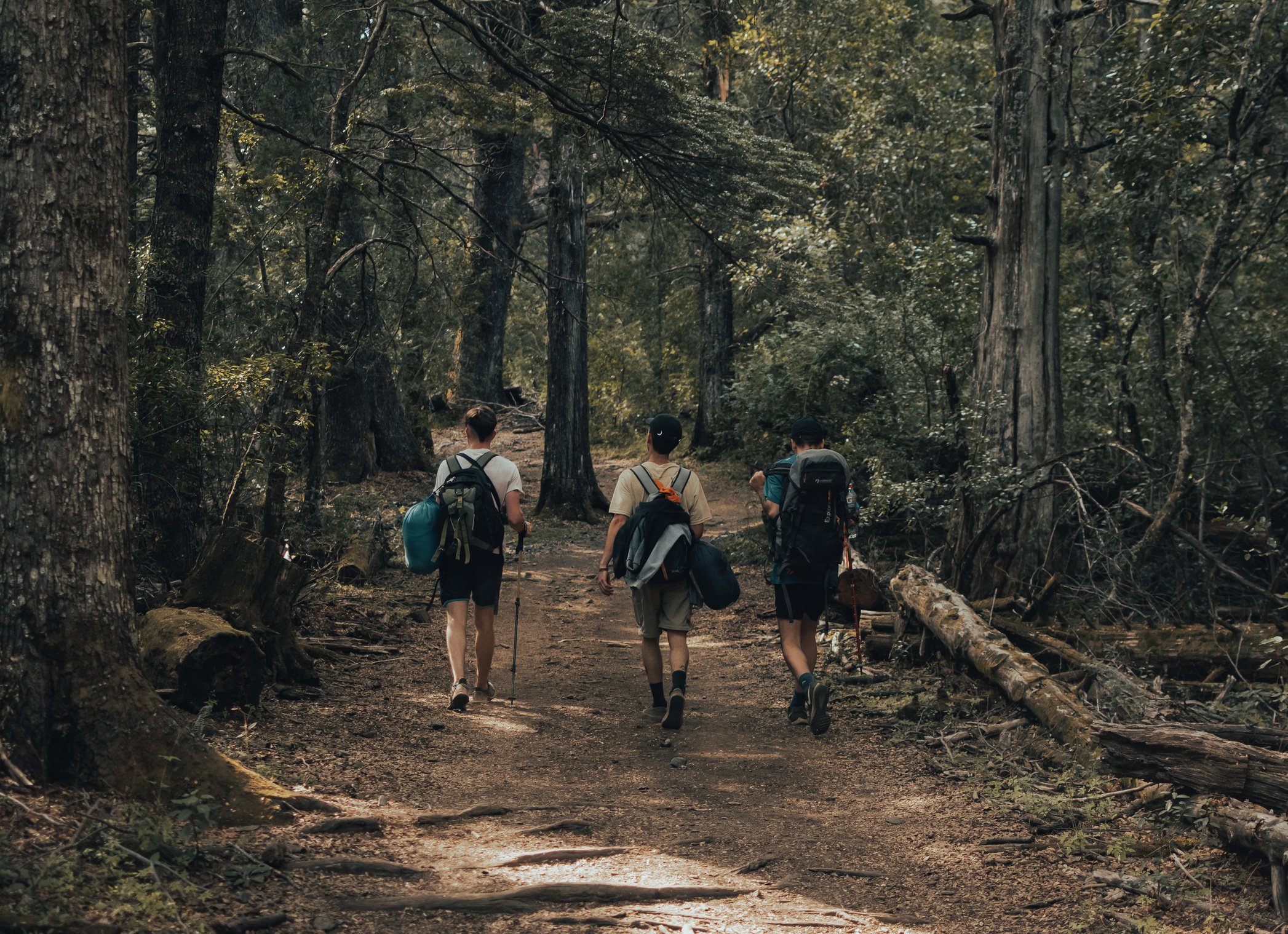 Group of hikers walking in forest