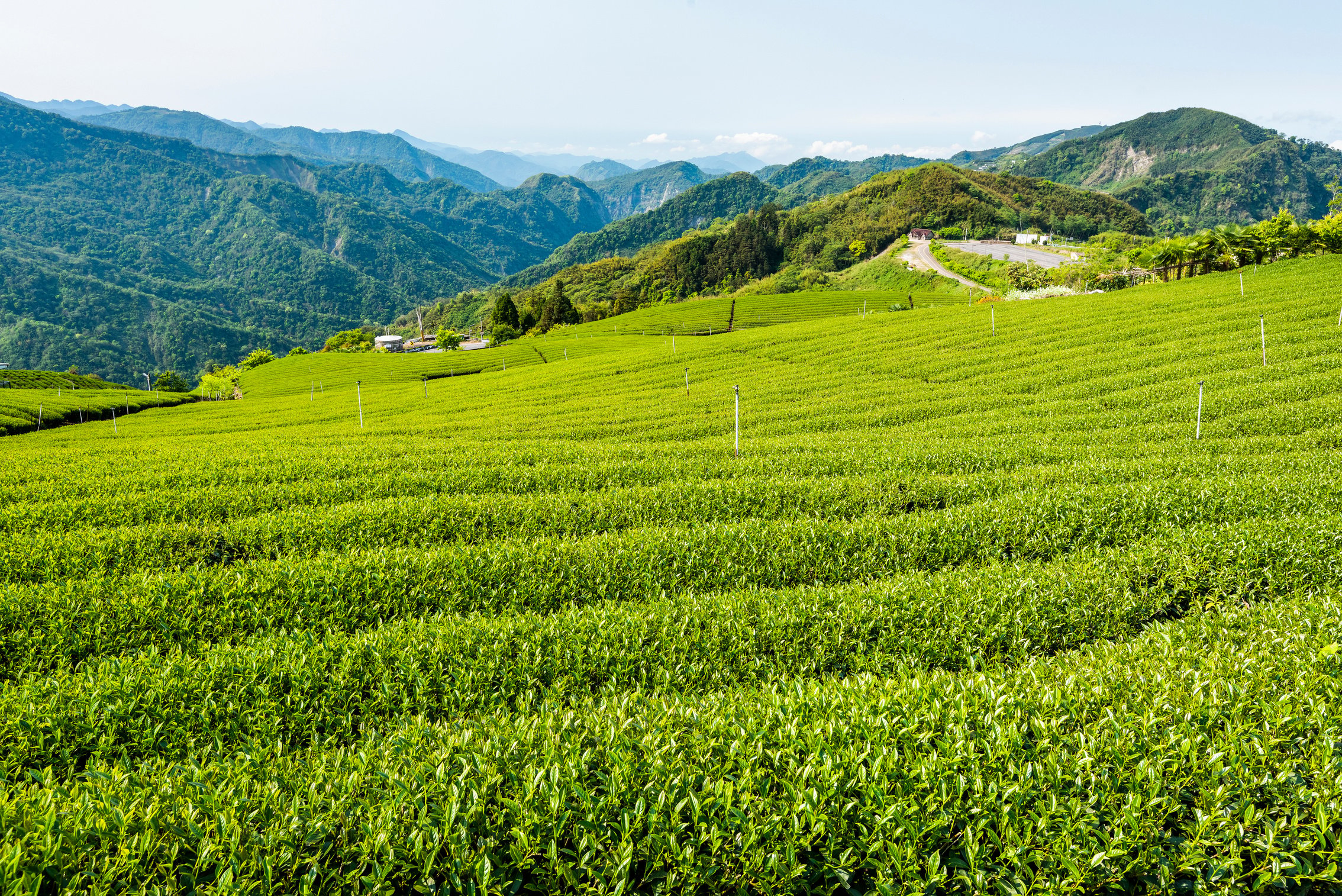 Scenery of tea plantation in the mountaintop.