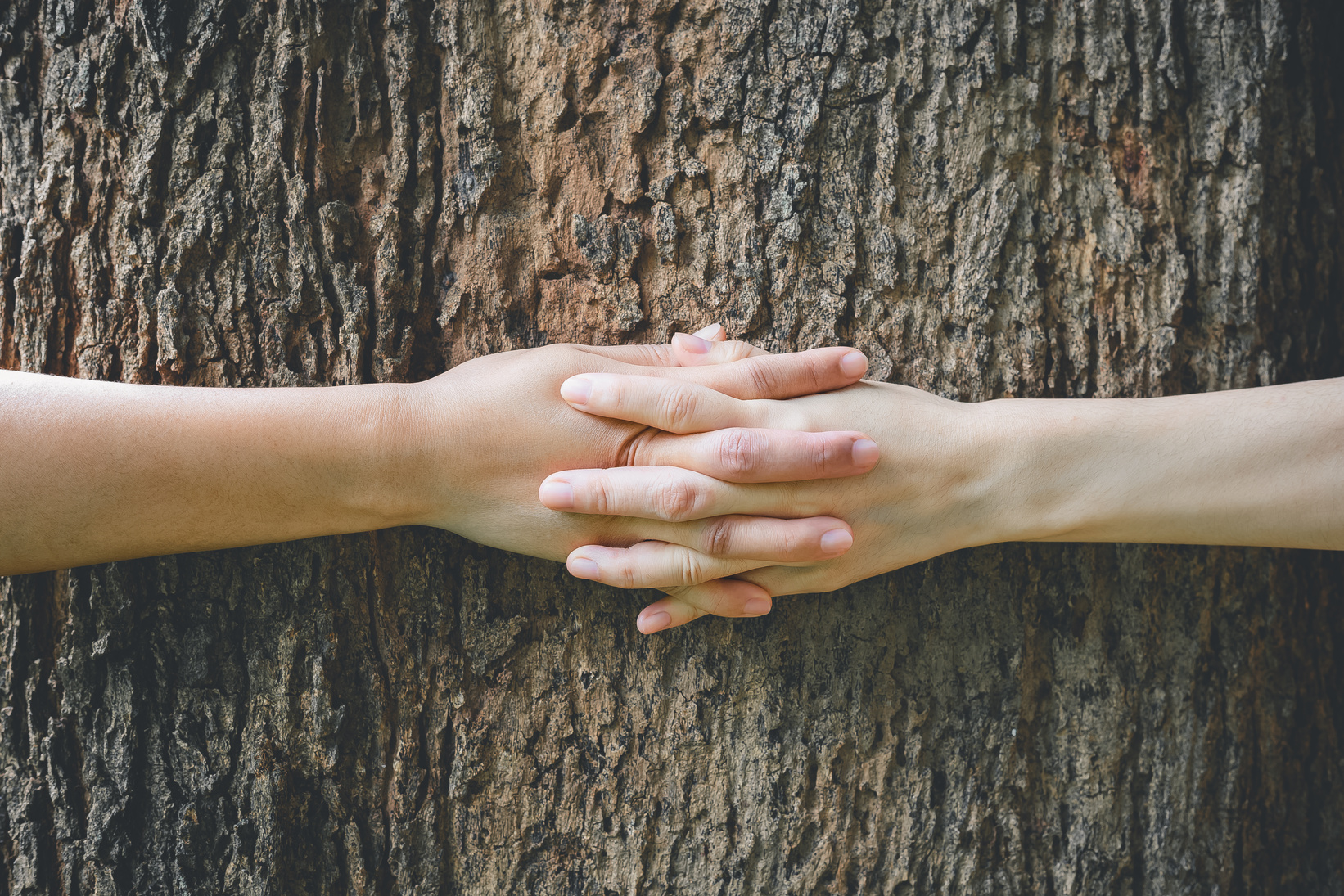 Hands hugging a tree, protecting tree.